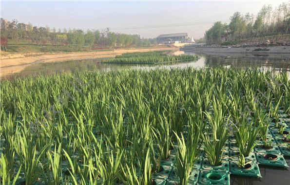 尾水治理水生植物